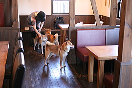 福岡旅行 ドッグカフェ バジルプラスに行く